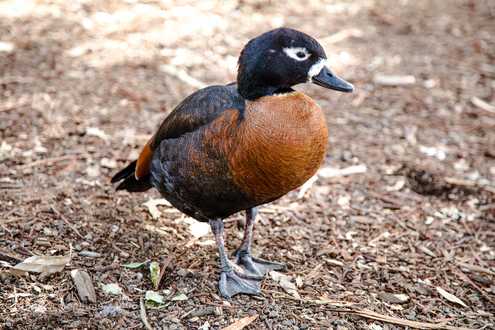 Canon EOS 5DS sample photo. Adelaide zoo photography