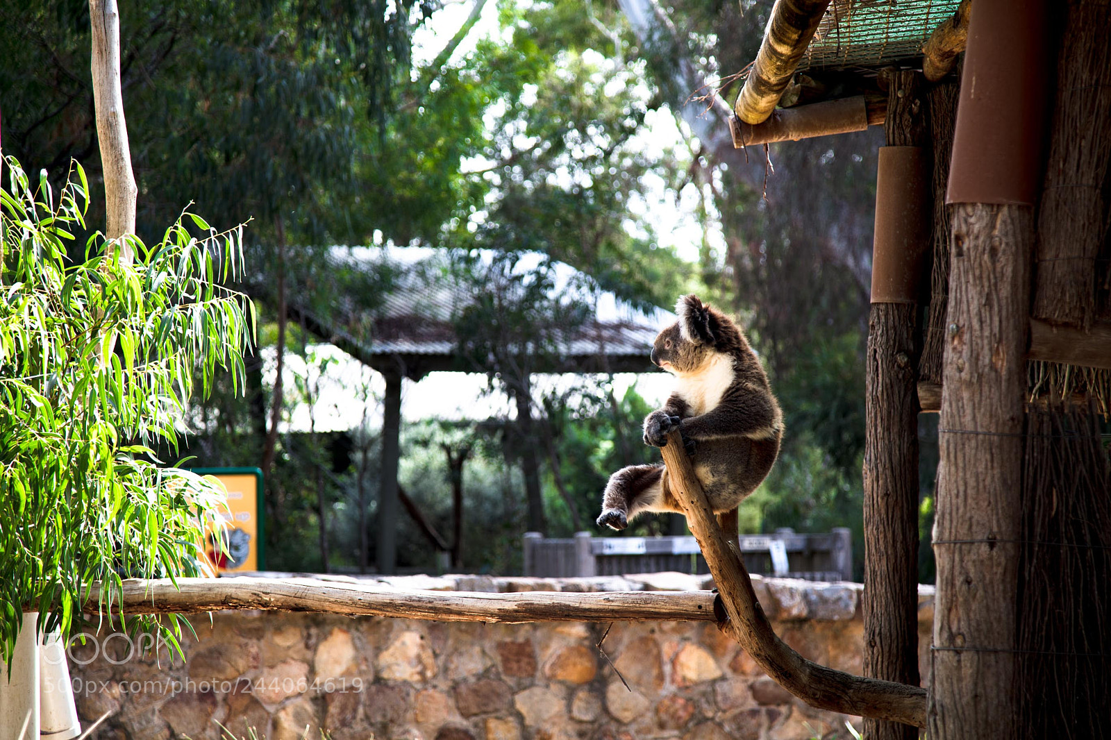 Canon EOS 5DS sample photo. Adelaide zoo photography