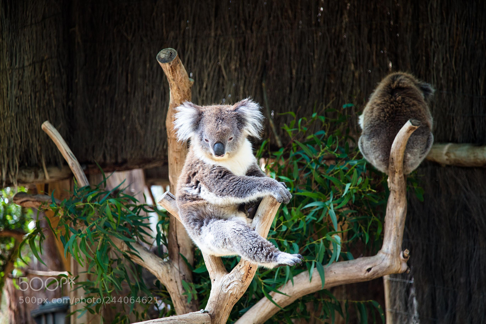 Canon EOS 5DS sample photo. Adelaide zoo photography