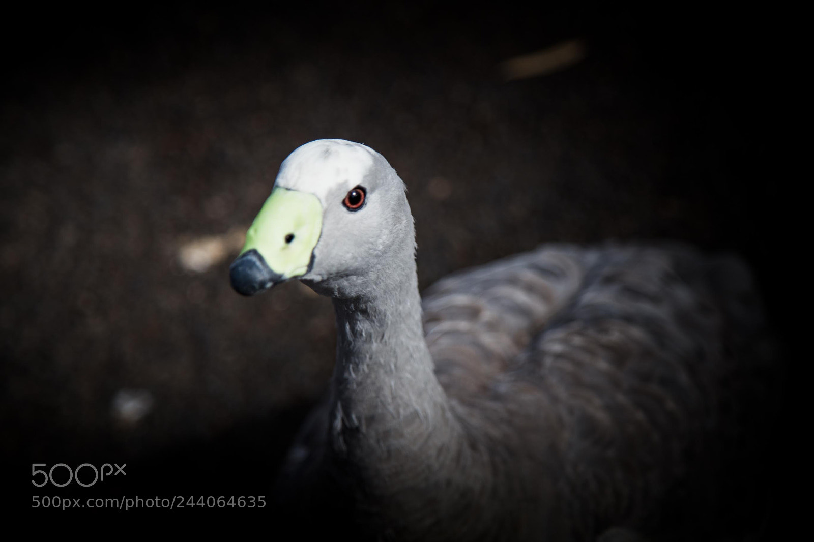 Canon EOS 5DS sample photo. Adelaide zoo photography