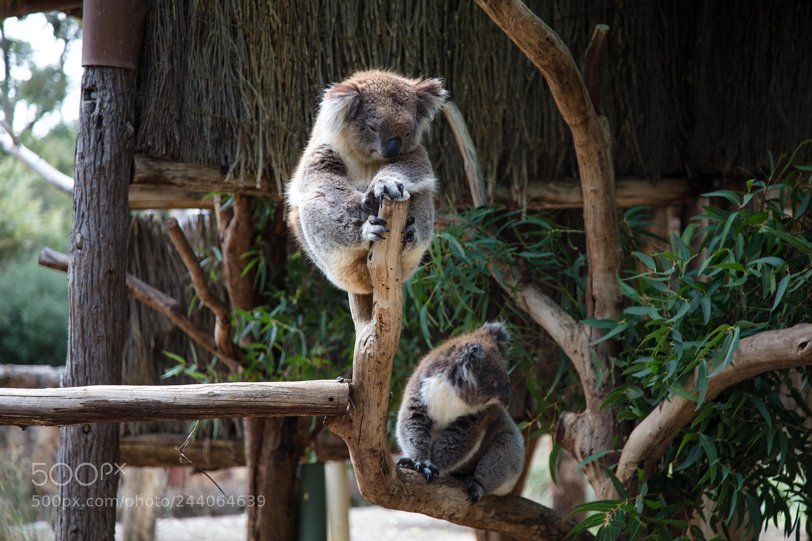 Canon EOS 5DS sample photo. Adelaide zoo photography