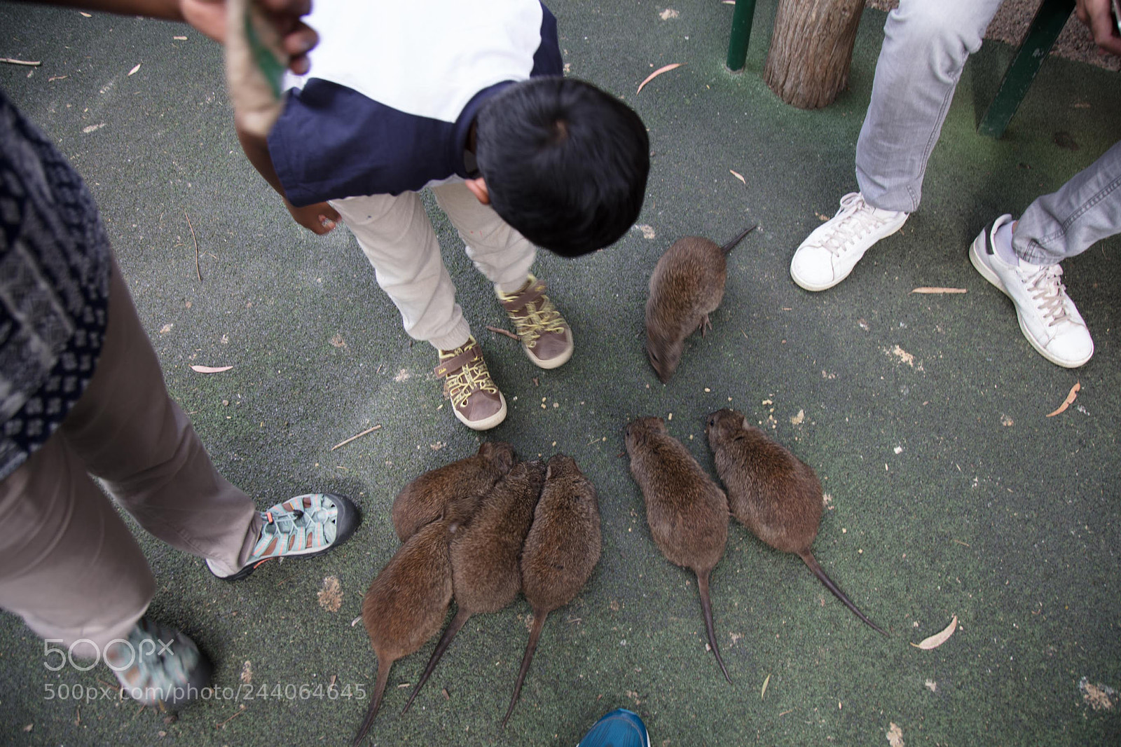 Canon EOS 5DS sample photo. Adelaide zoo photography