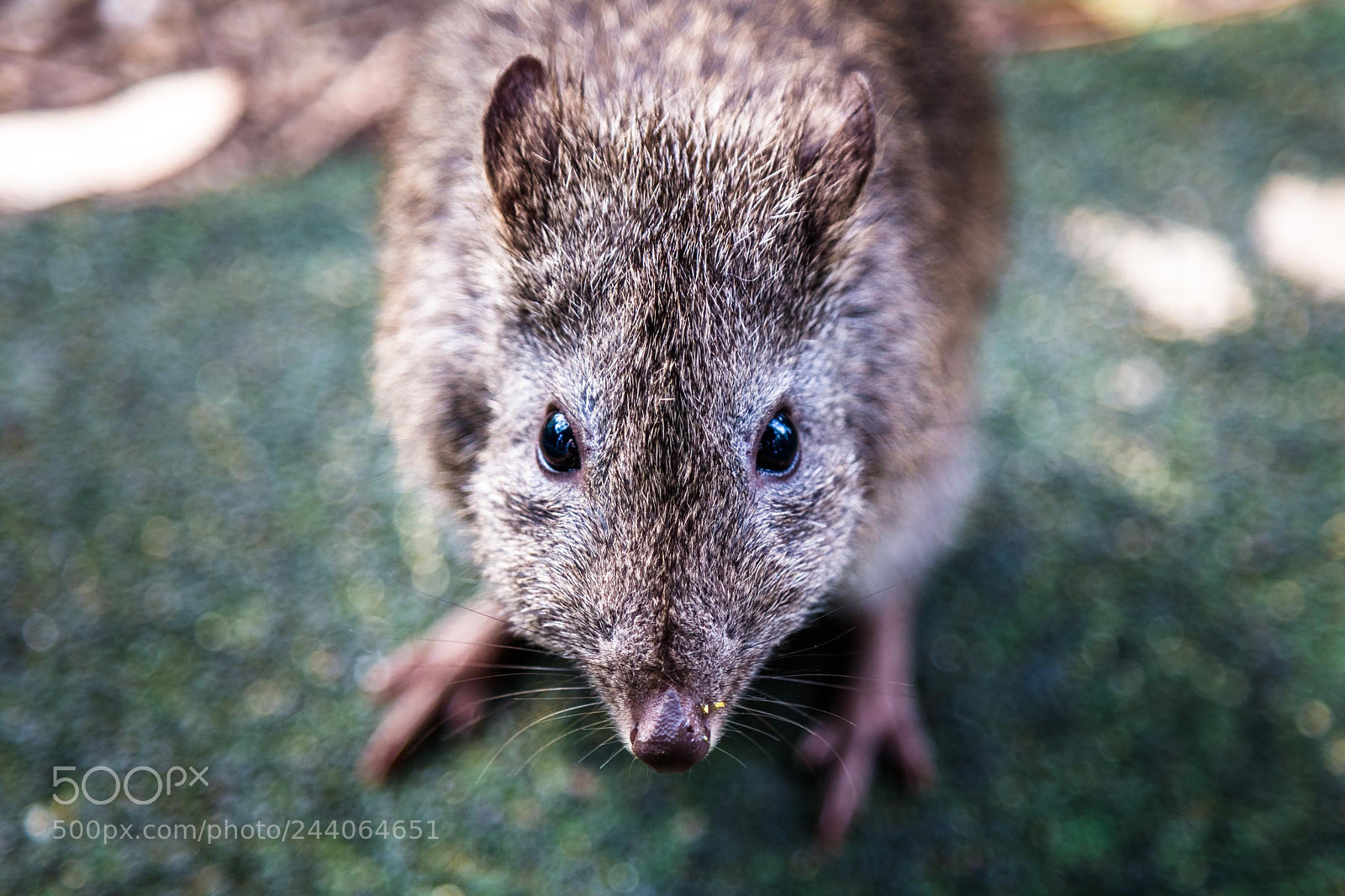 Canon EOS 5DS sample photo. Adelaide zoo photography