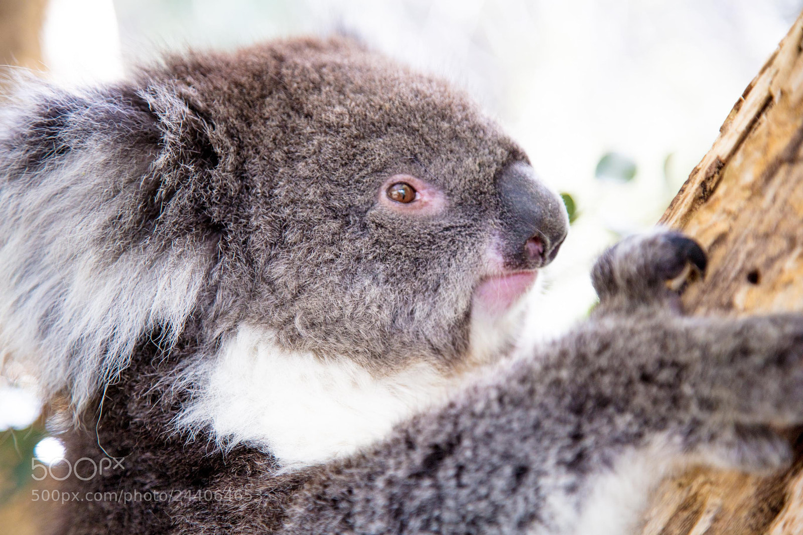 Canon EOS 5DS sample photo. Adelaide zoo photography