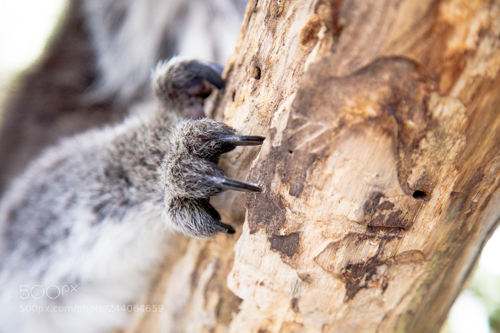 Canon EOS 5DS sample photo. Adelaide zoo photography