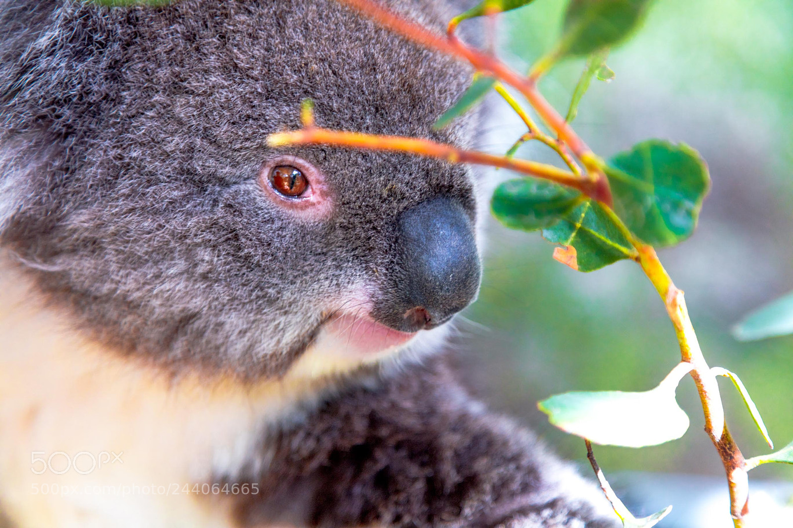 Canon EOS 5DS sample photo. Adelaide zoo photography
