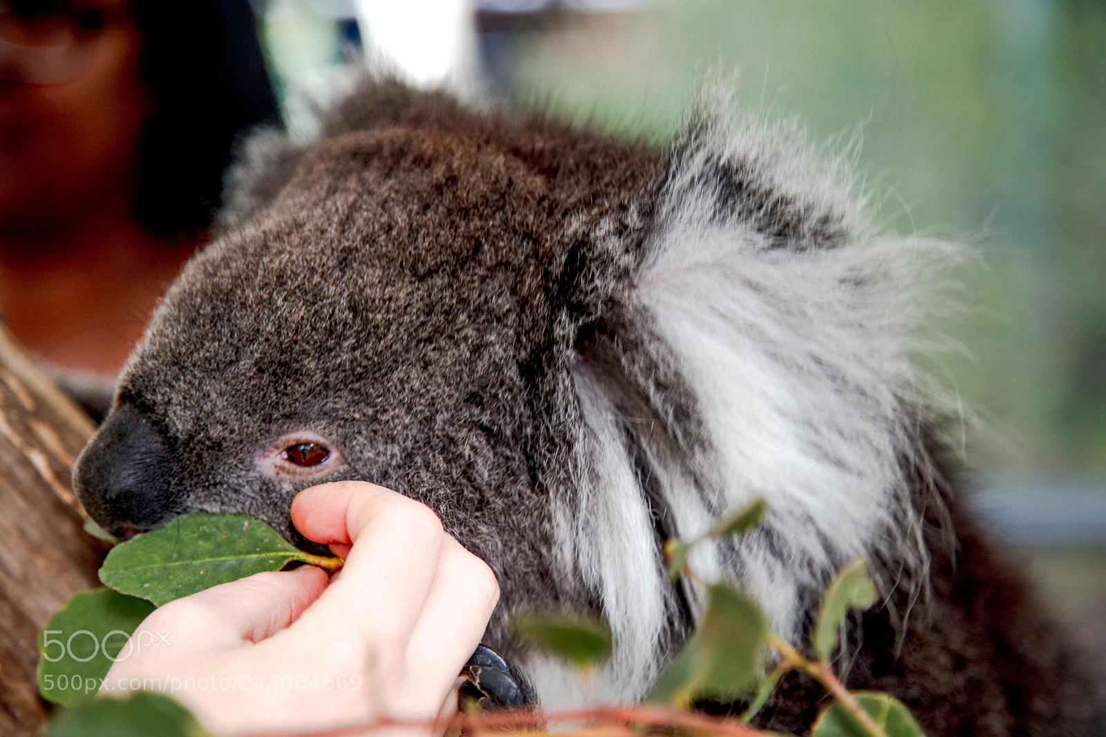 Canon EOS 5DS sample photo. Adelaide zoo photography