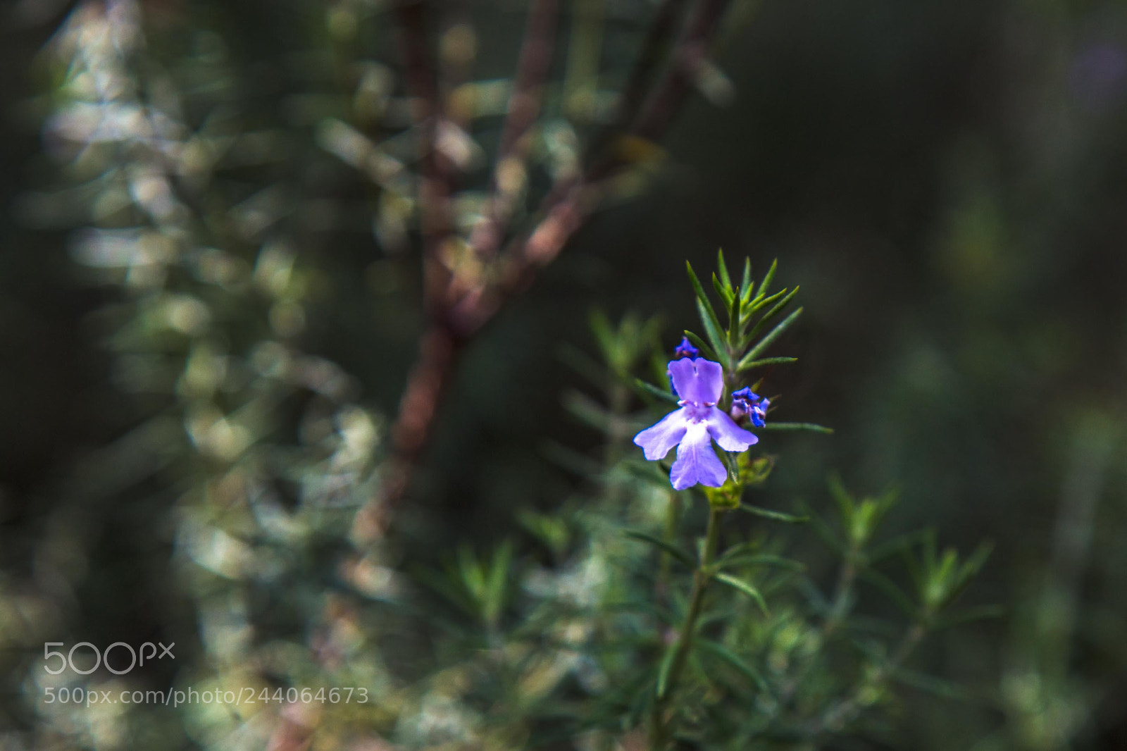 Canon EOS 5DS sample photo. Adelaide zoo photography