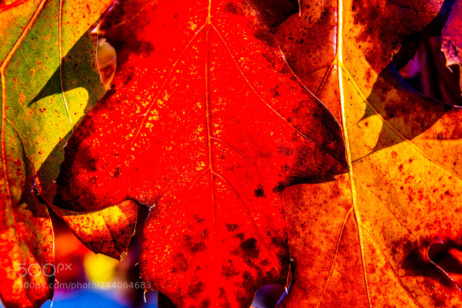 Canon EOS 5DS sample photo. Adelaide zoo photography
