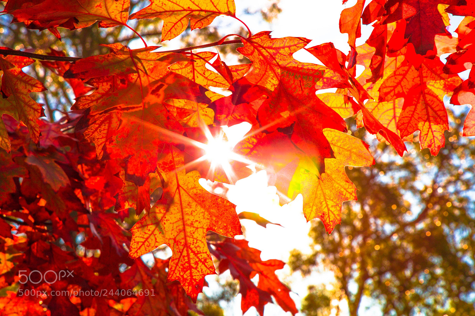 Canon EOS 5DS sample photo. Adelaide zoo photography
