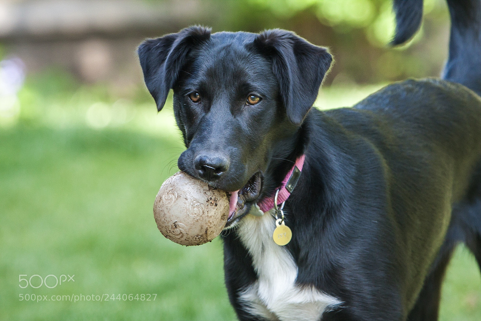 Canon EOS 40D sample photo. Ivy photography