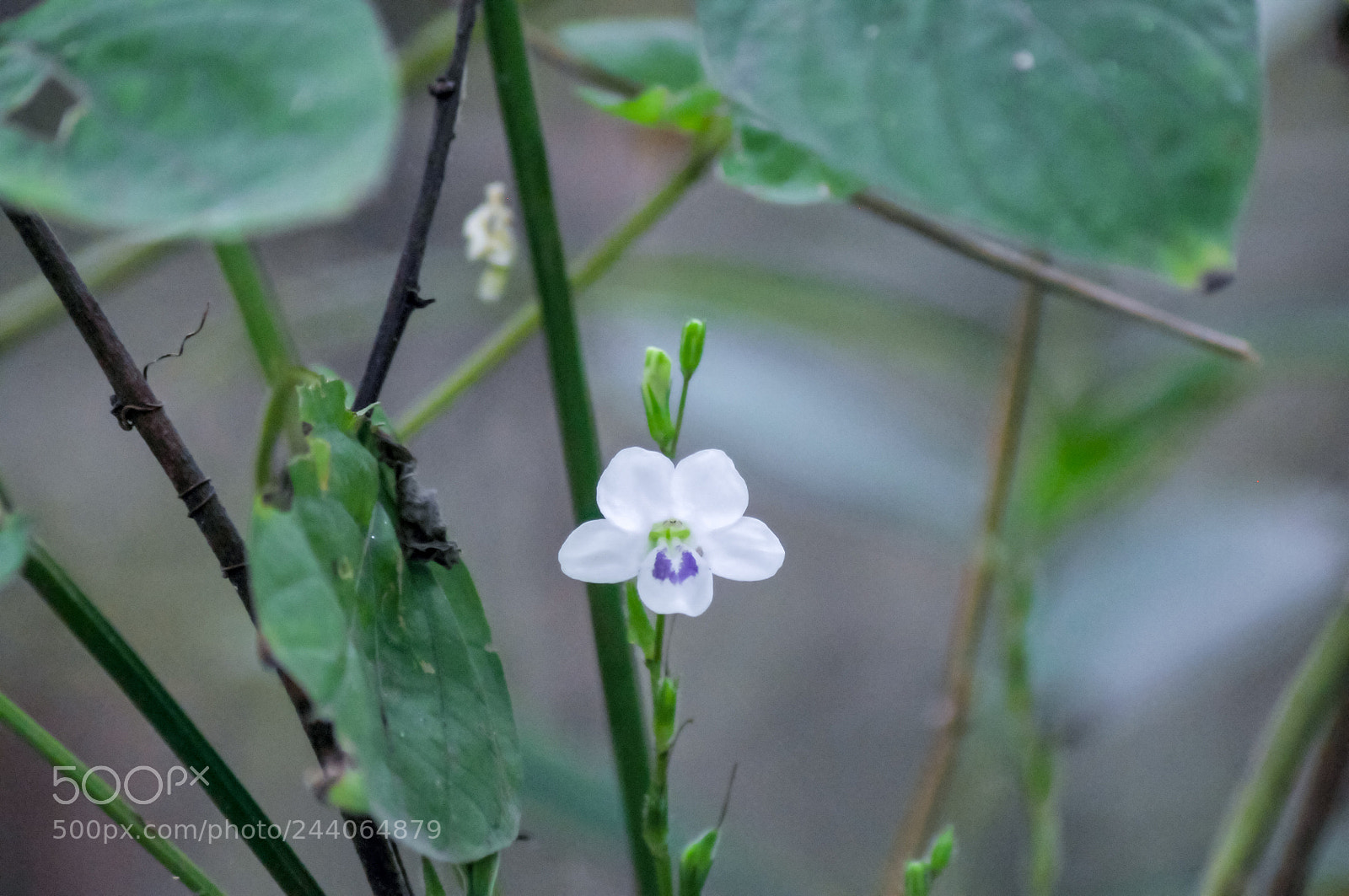 Nikon D300S sample photo. Thais call it bhuang photography