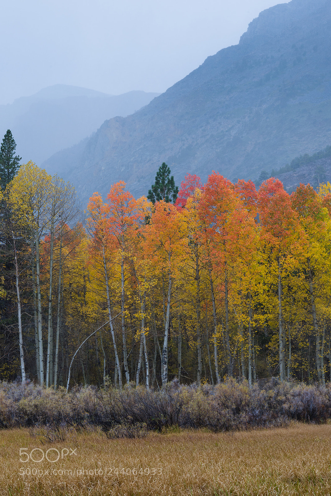 Nikon D800E sample photo. Fall colors photography
