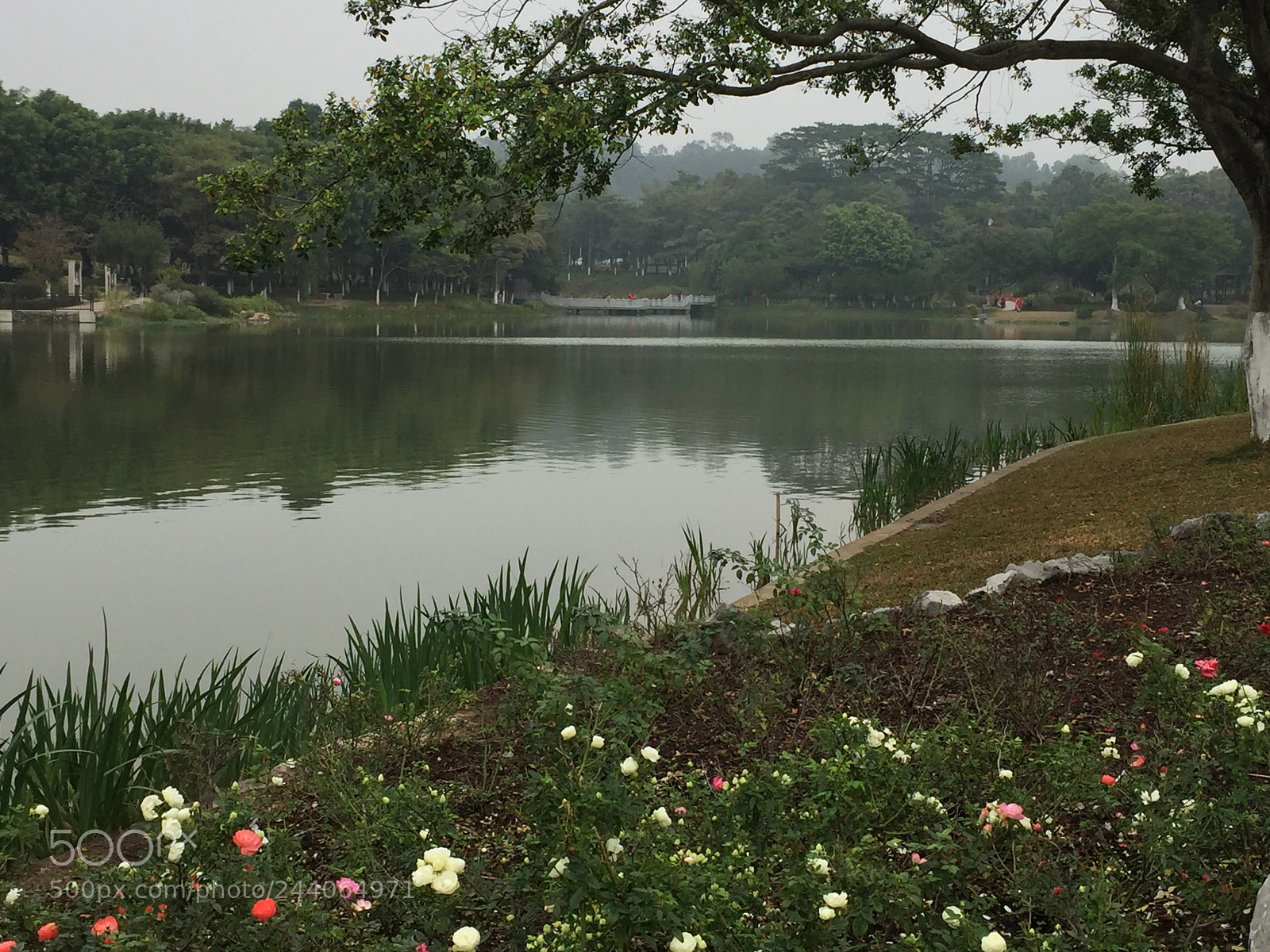 Apple iPhone 6 sample photo. Park in winter photography