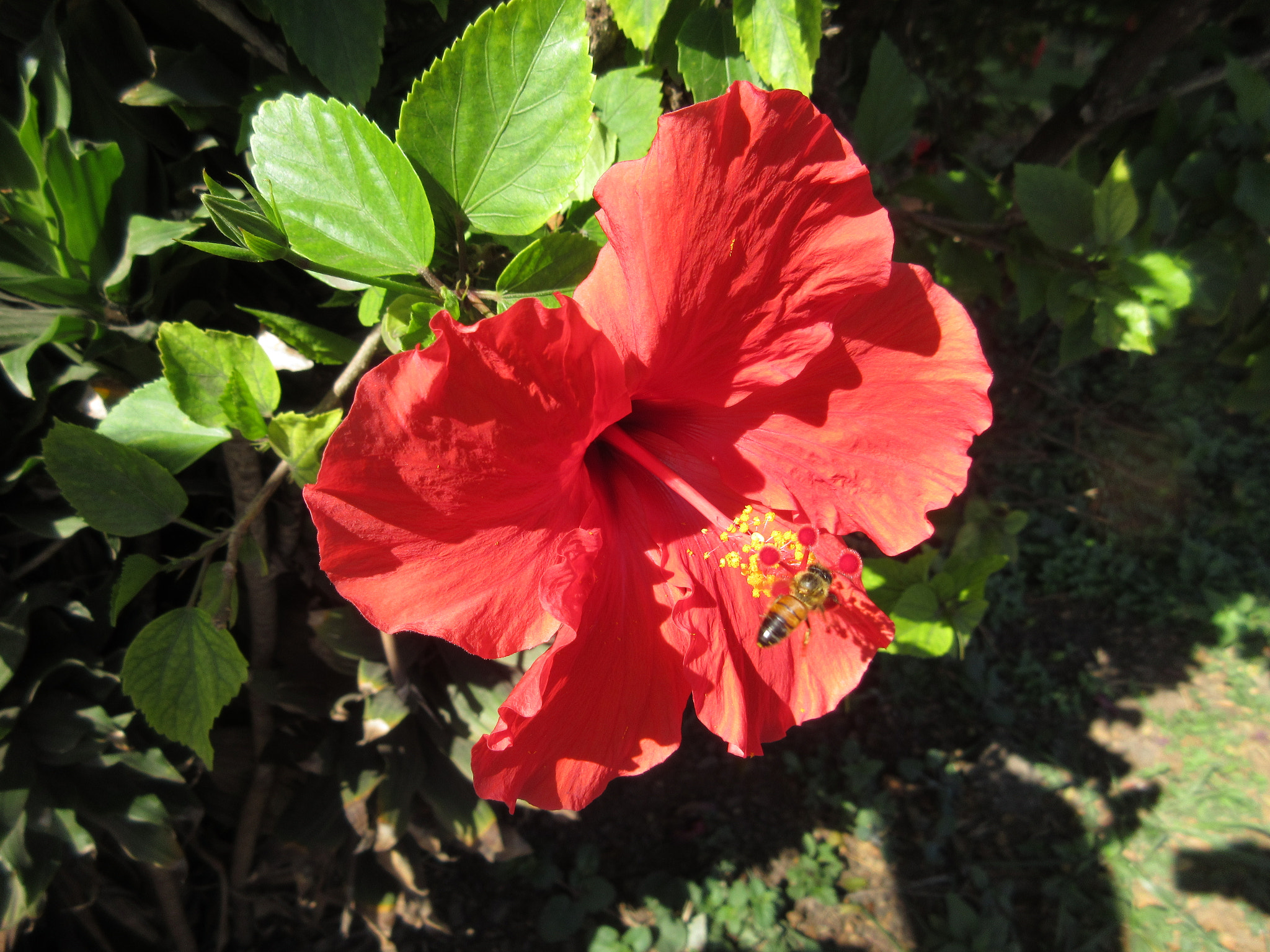 Canon PowerShot ELPH 350 HS (IXUS 275 HS / IXY 640) sample photo