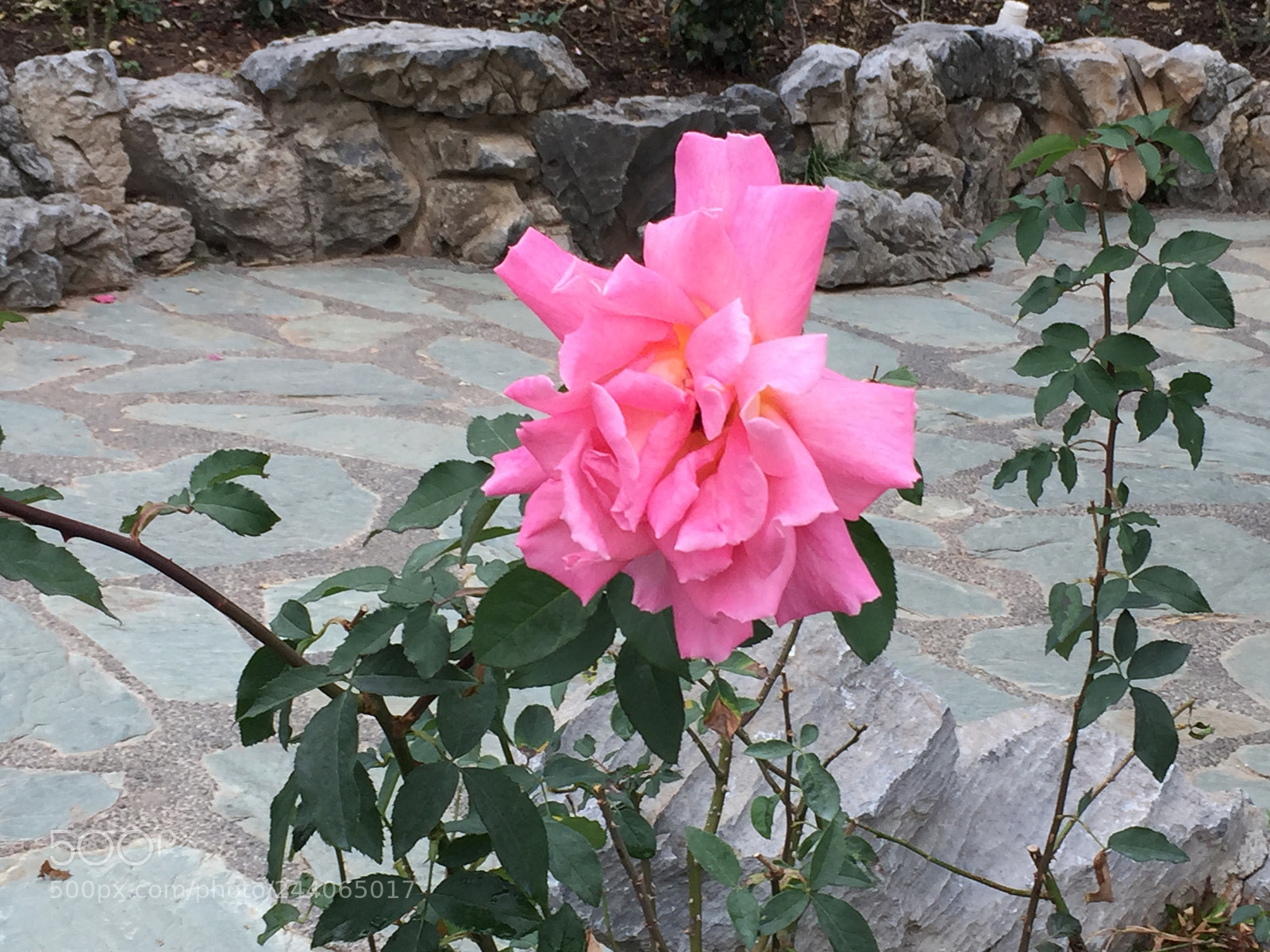 Apple iPhone 6 sample photo. Blooming in winter photography