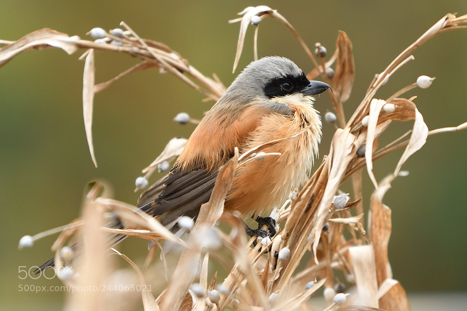 Nikon D500 sample photo. Long tailed shrike photography