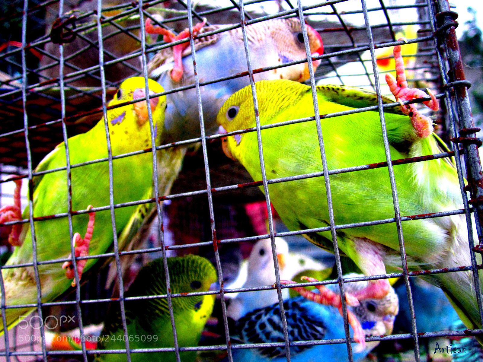 Canon PowerShot A2200 sample photo. Caged beauty photography