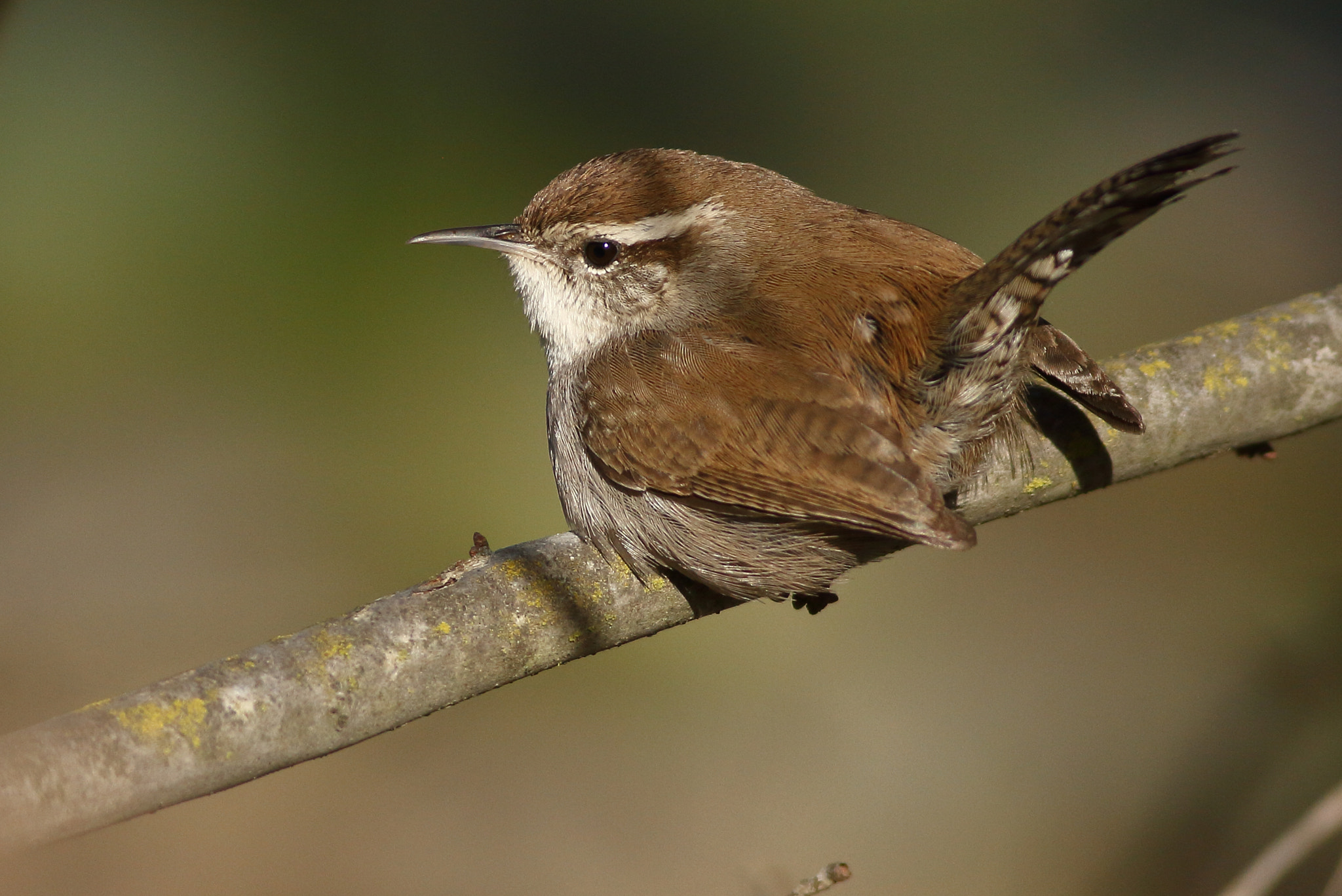 Canon EOS 7D + Canon EF 400mm F5.6L USM sample photo. Bewick's wren photography