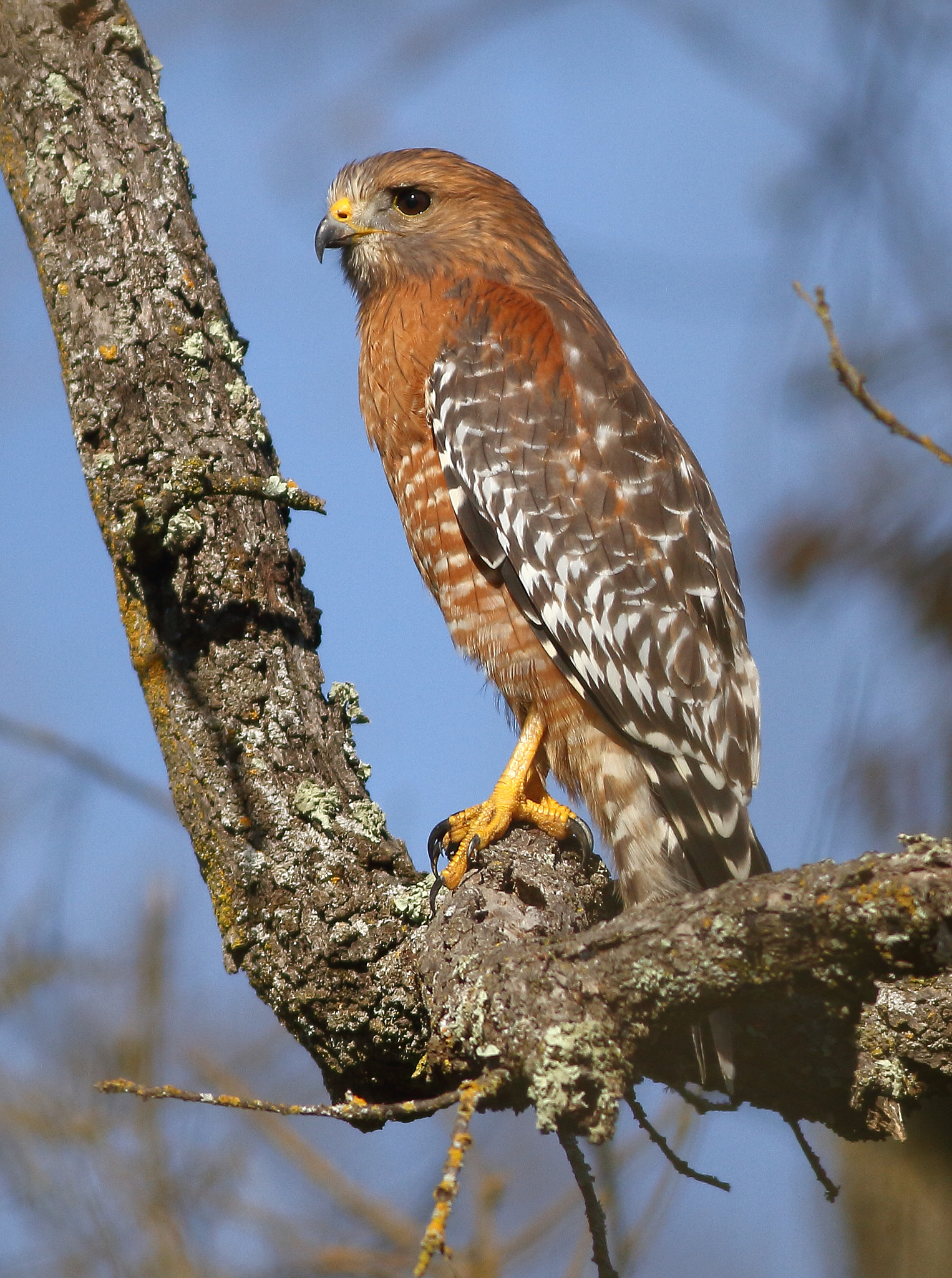 Canon EOS 7D + Canon EF 400mm F5.6L USM sample photo. Red-shouldered hawk photography