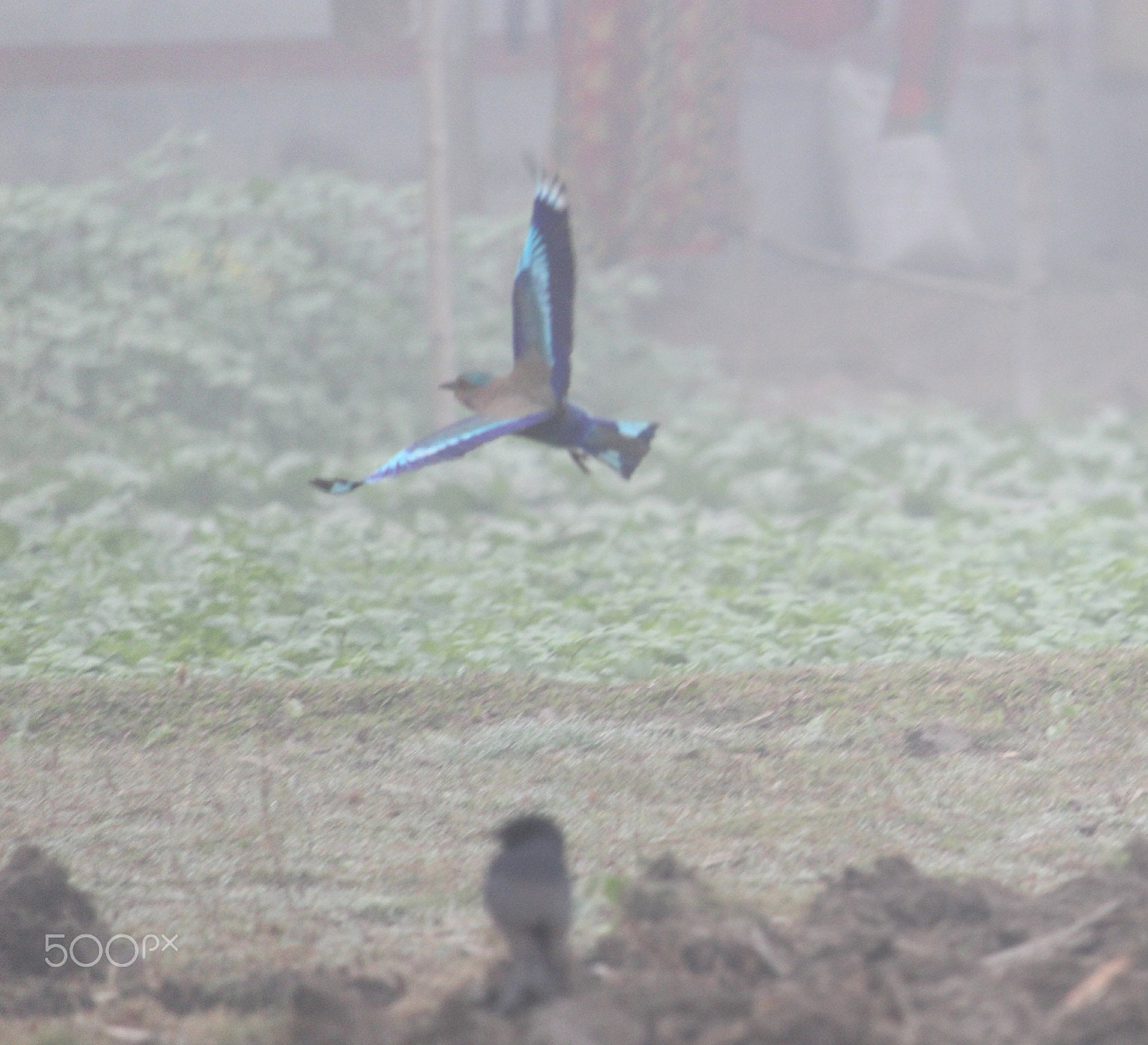 Canon EF-S 55-250mm F4-5.6 IS STM sample photo. Picsart jpg photography