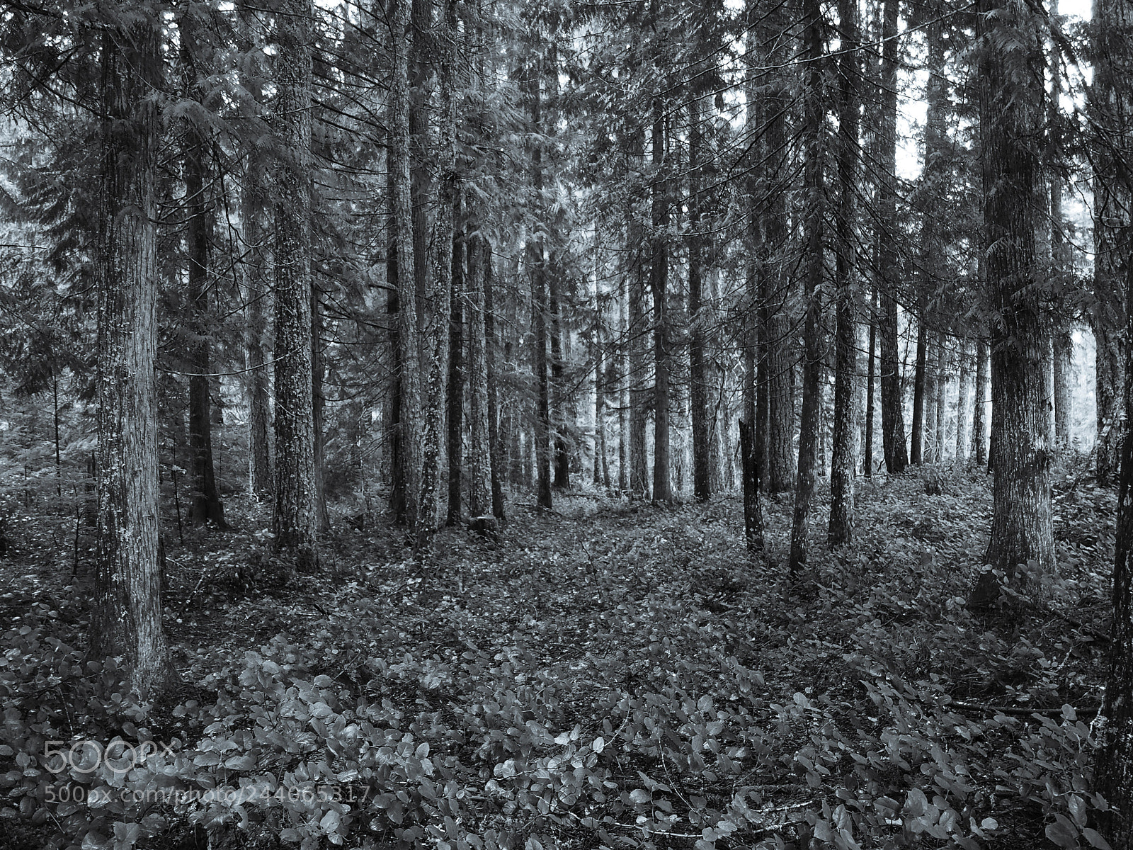 Olympus PEN E-PL7 sample photo. Young forest photography