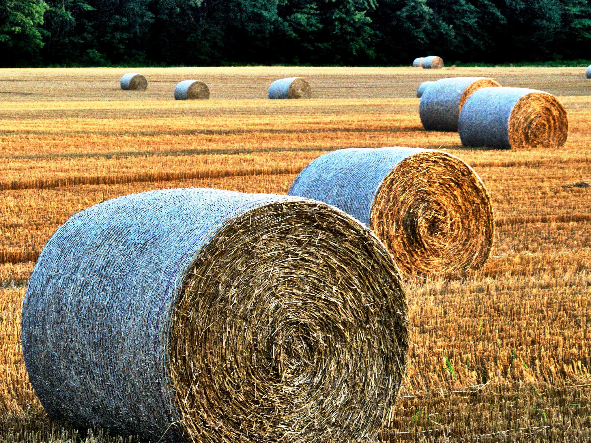 Nikon D300 + Sigma 28-105mm F2.8-4 Aspherical sample photo. Hay rounds. photography