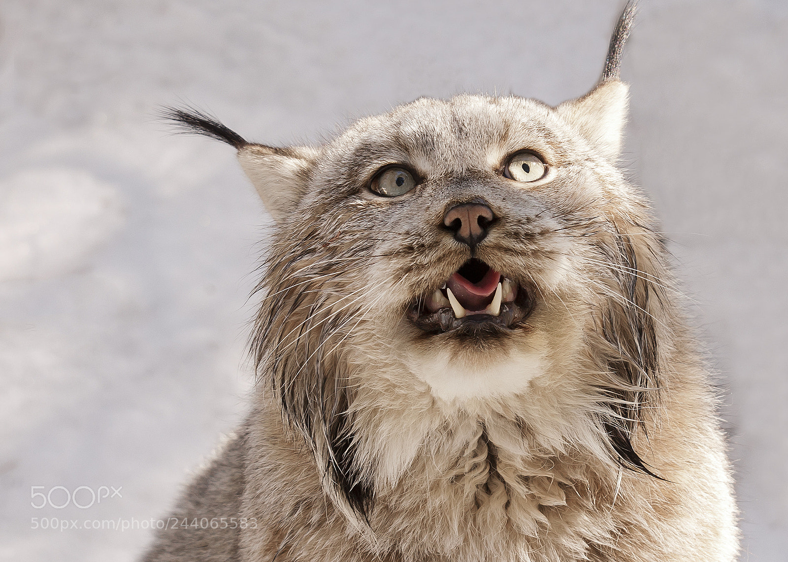 Nikon D700 sample photo. Lynx zero in on photography