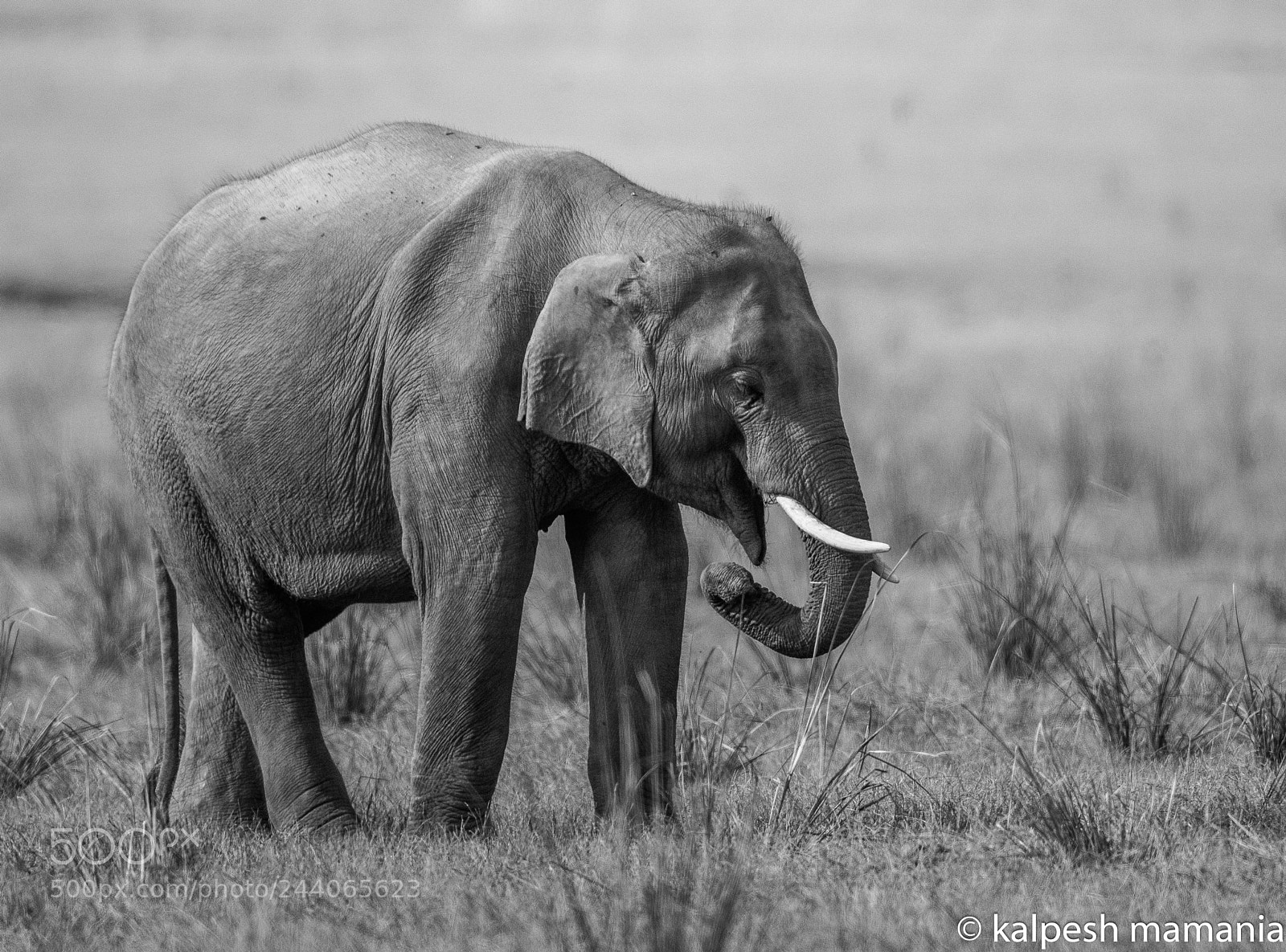 Canon EOS 5DS R sample photo. Monochrome. photography