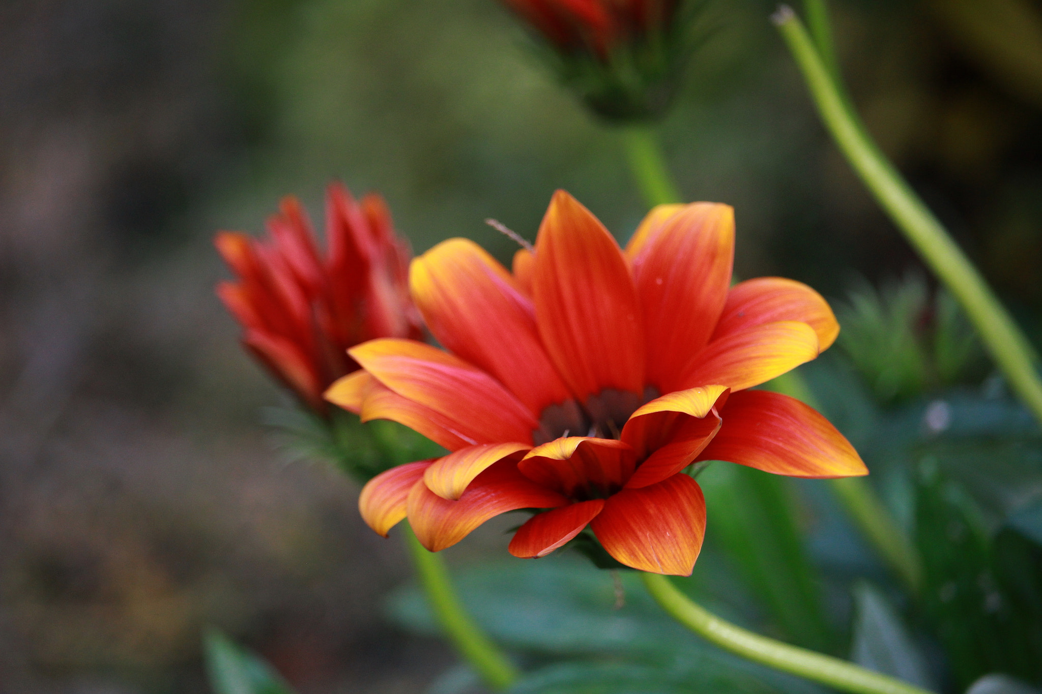 Canon EF-S 55-250mm F4-5.6 IS STM sample photo