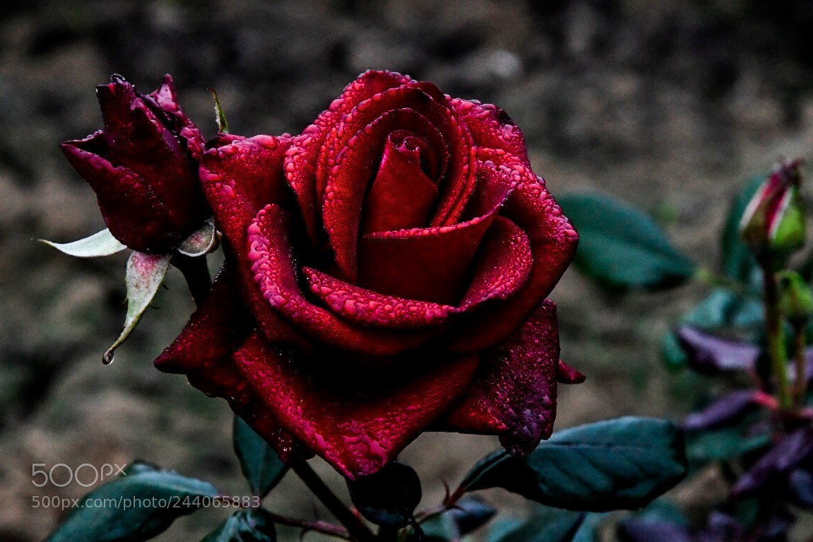 Nikon D500 sample photo. Red rose photography