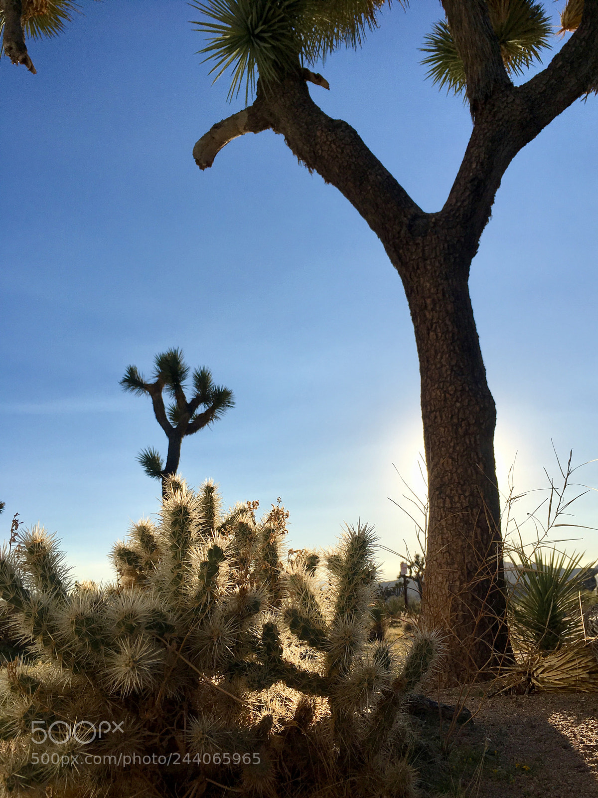 Apple iPhone SE sample photo. Joshua tree in silhouette photography