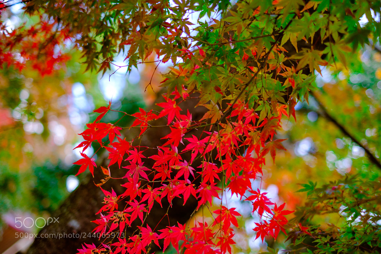 Fujifilm X-T2 sample photo. Untitled photography