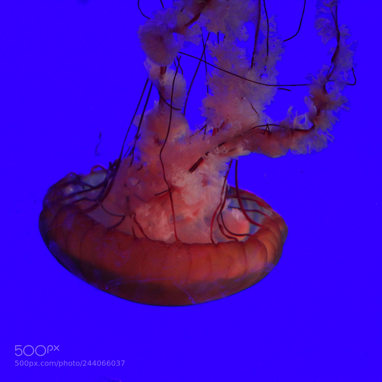 Canon EOS 1200D (EOS Rebel T5 / EOS Kiss X70 / EOS Hi) sample photo. Jellyfish photography