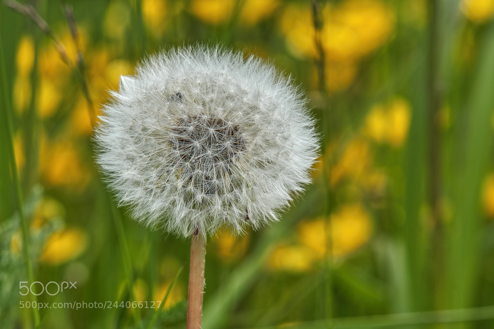 Sony a6500 sample photo. Dandy details photography