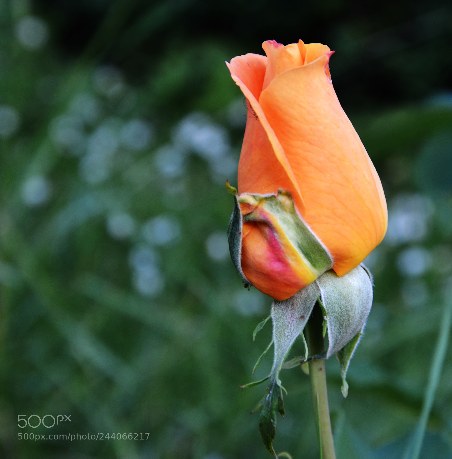 Nikon D5100 sample photo. Born photography
