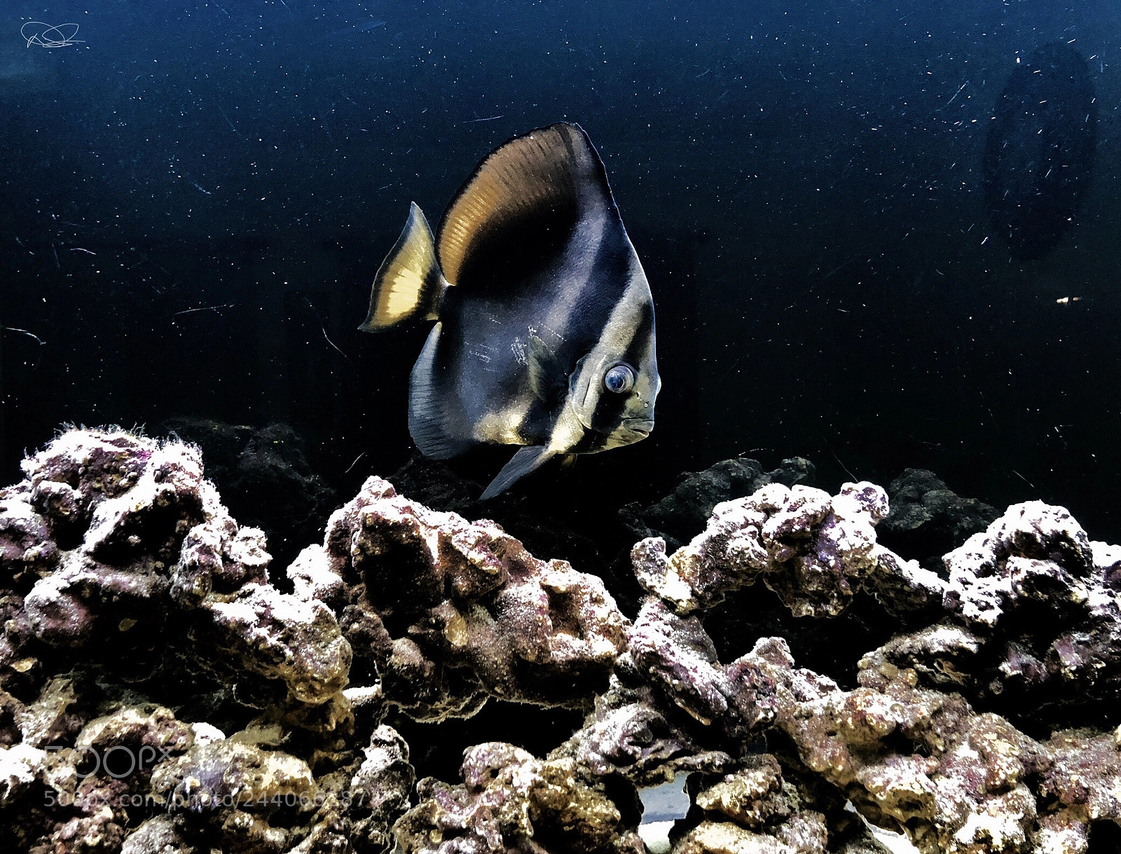 Apple iPhone X sample photo. Saltwater aquarium at home. photography