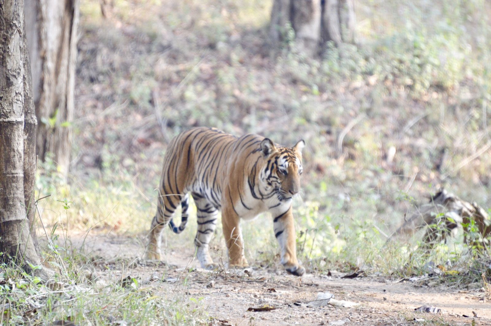 Nikon D3200 sample photo. Tiger in kabini photography