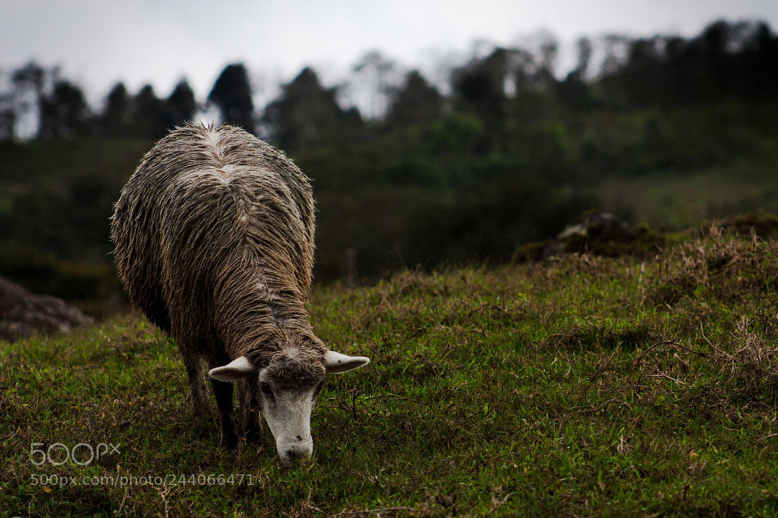 Canon EOS 450D (EOS Rebel XSi / EOS Kiss X2) sample photo. Sheep photography