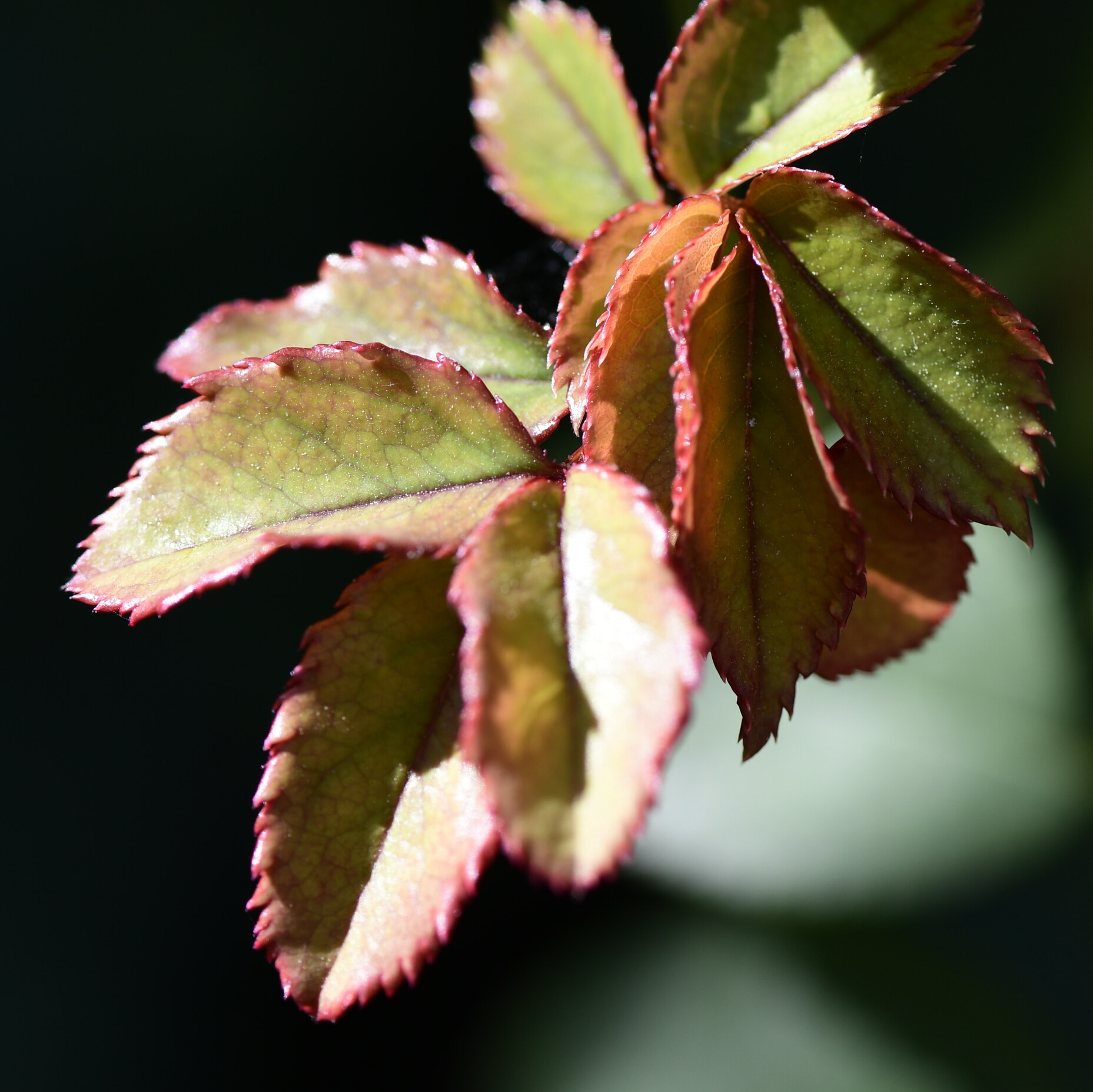 Nikon AF-S Micro-Nikkor 105mm F2.8G IF-ED VR sample photo. New life photography