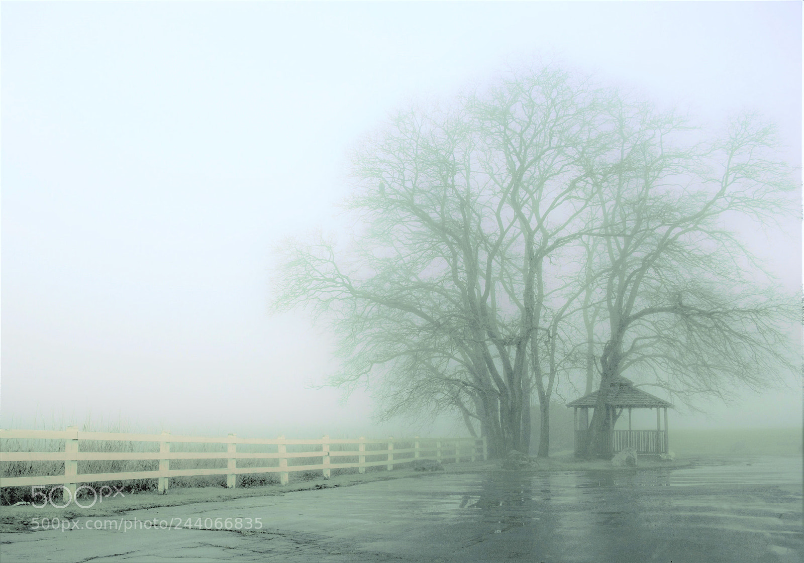 Canon EOS 60D sample photo. Lost in the fog photography