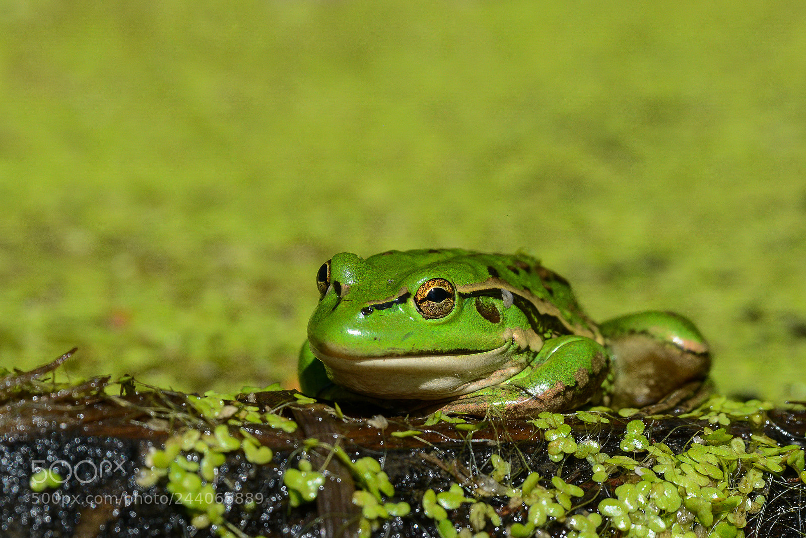 Nikon D800 sample photo. Southern bell frog photography