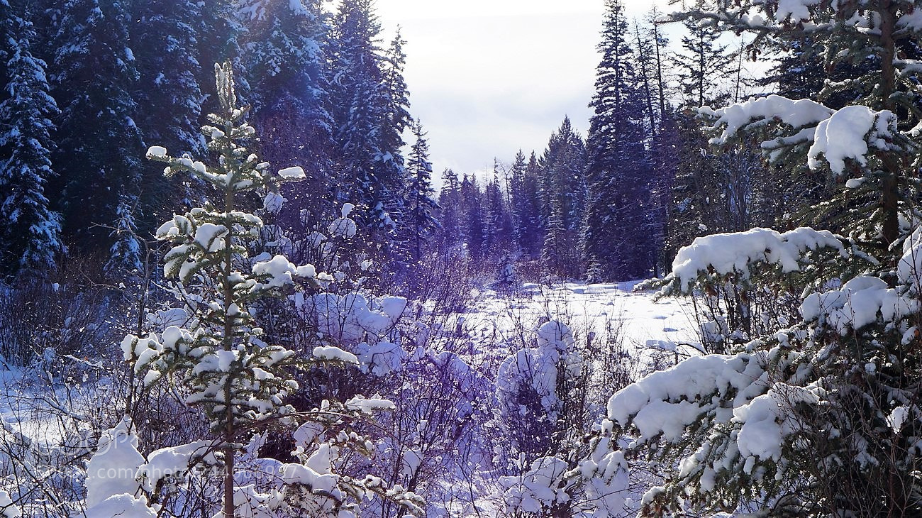 Sony Alpha NEX-3N sample photo. L hiver photography