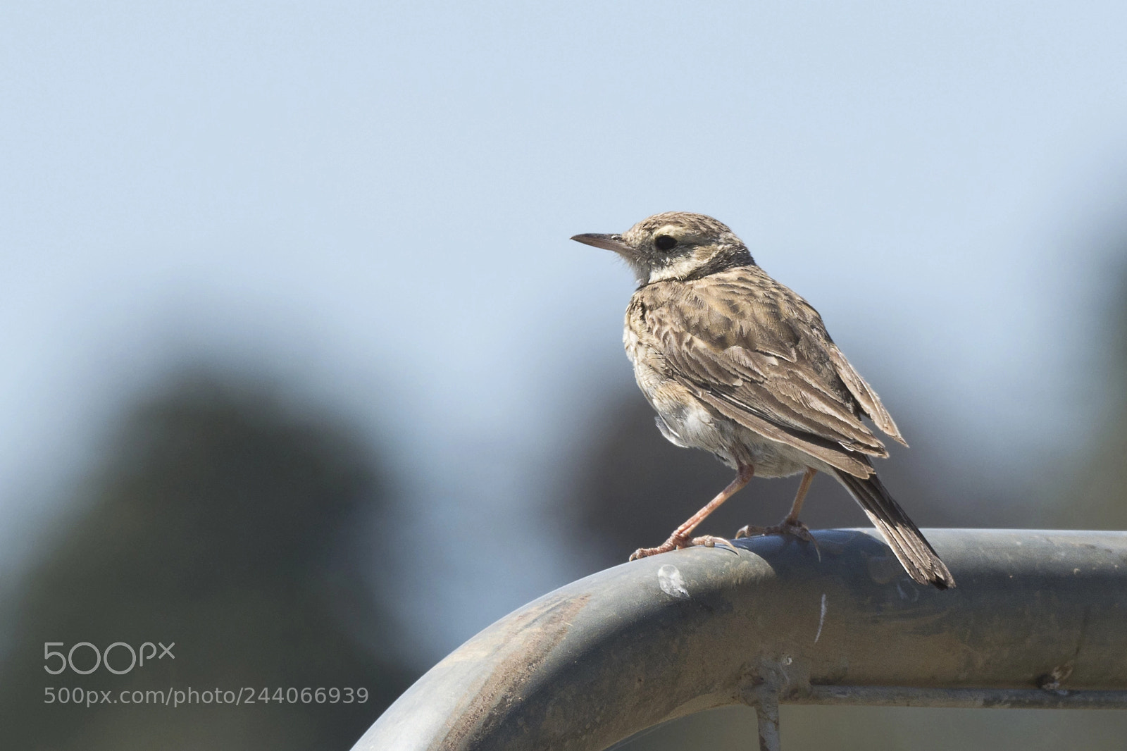 Olympus OM-D E-M1 Mark II sample photo. Australasian pipit photography
