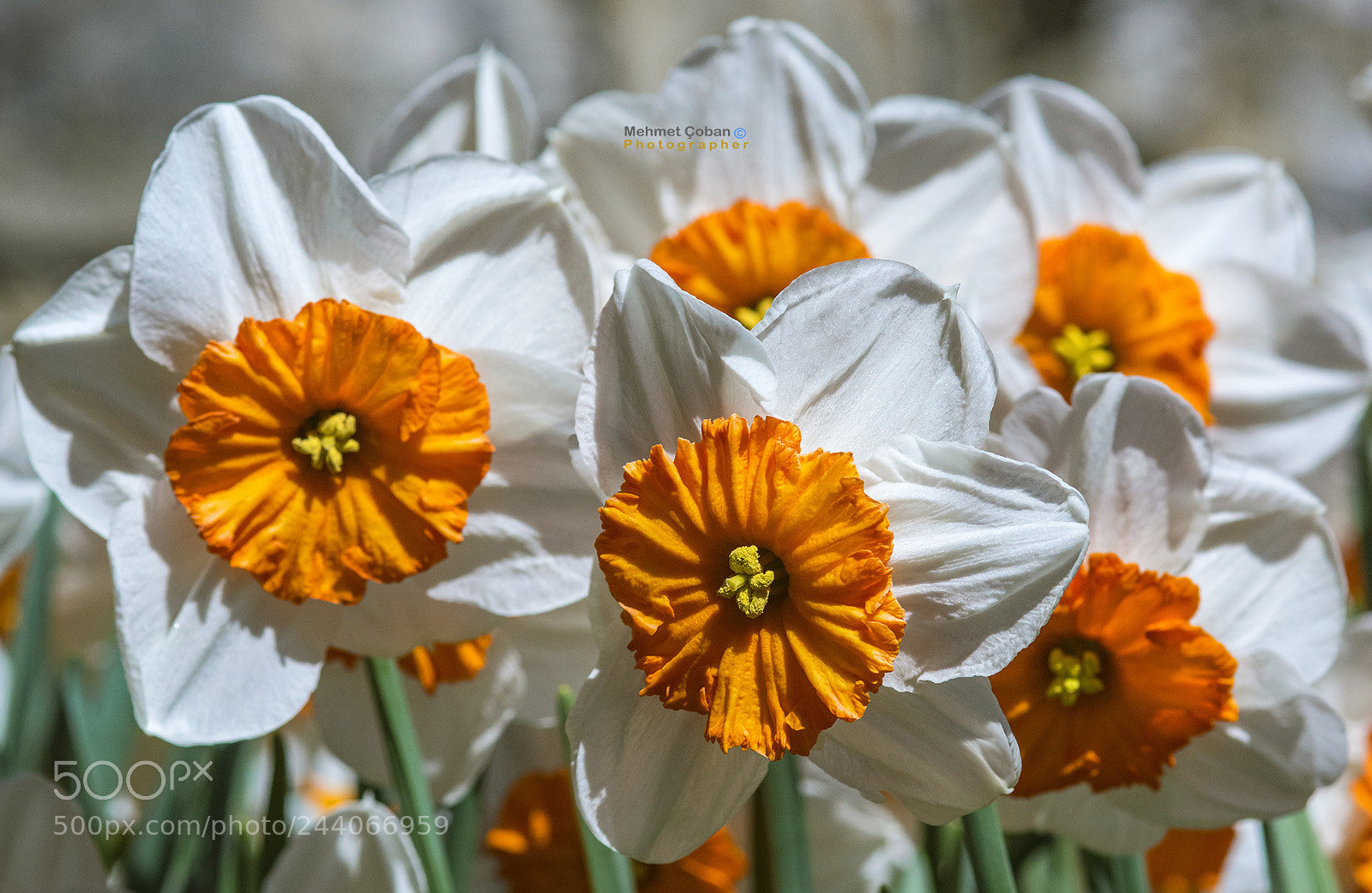 Pentax K-3 II sample photo. White beauties photography