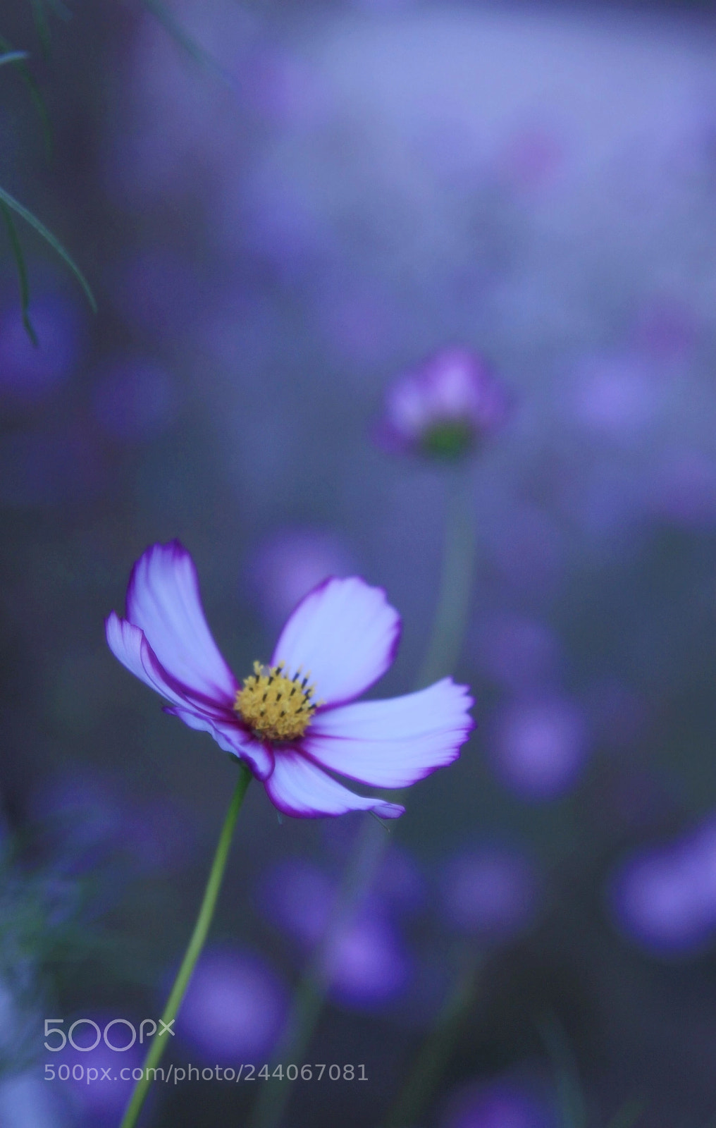 Canon EOS 500D (EOS Rebel T1i / EOS Kiss X3) sample photo. 副本 photography