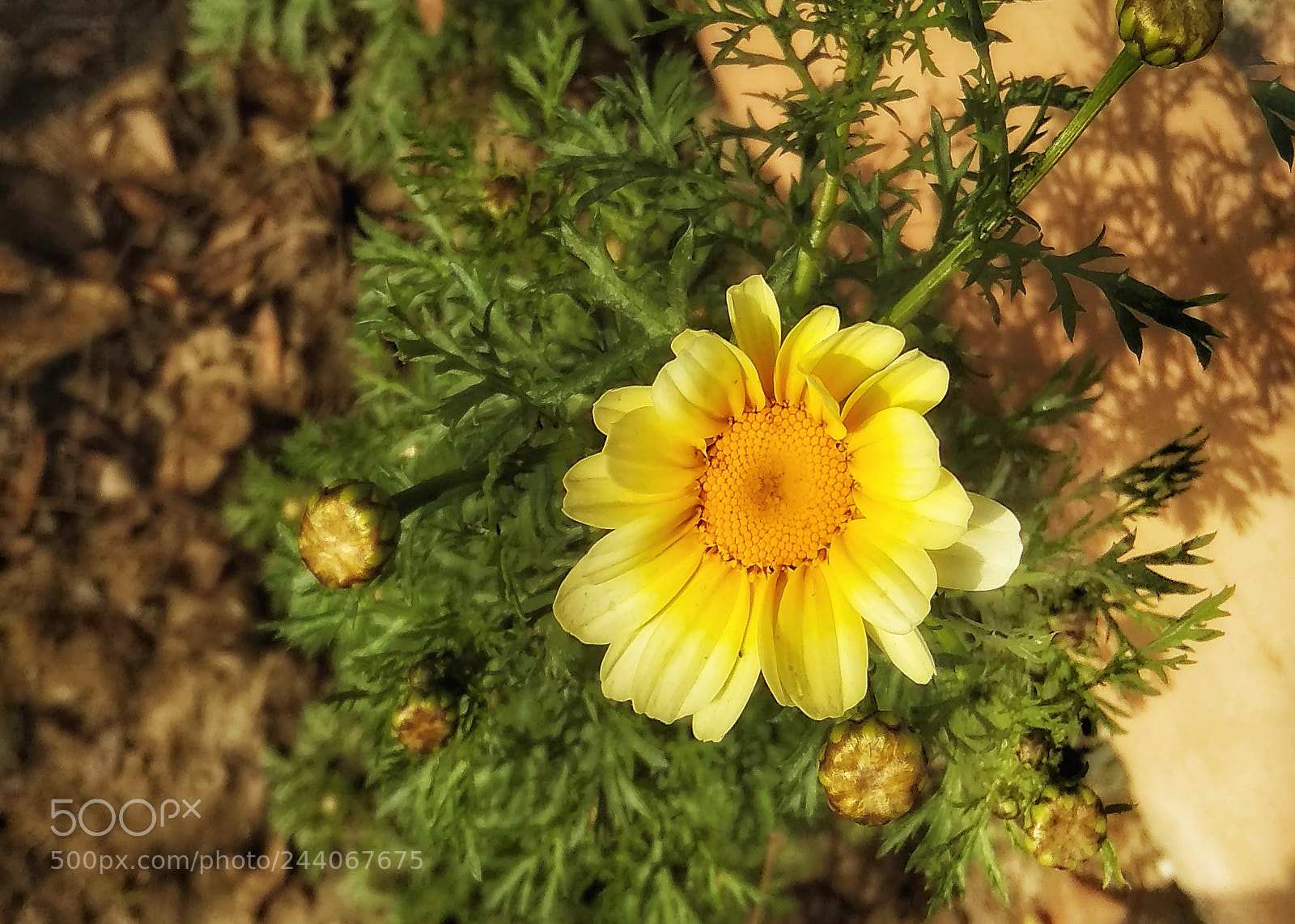 Xiaomi Redmi 5A sample photo. Sun flower photography
