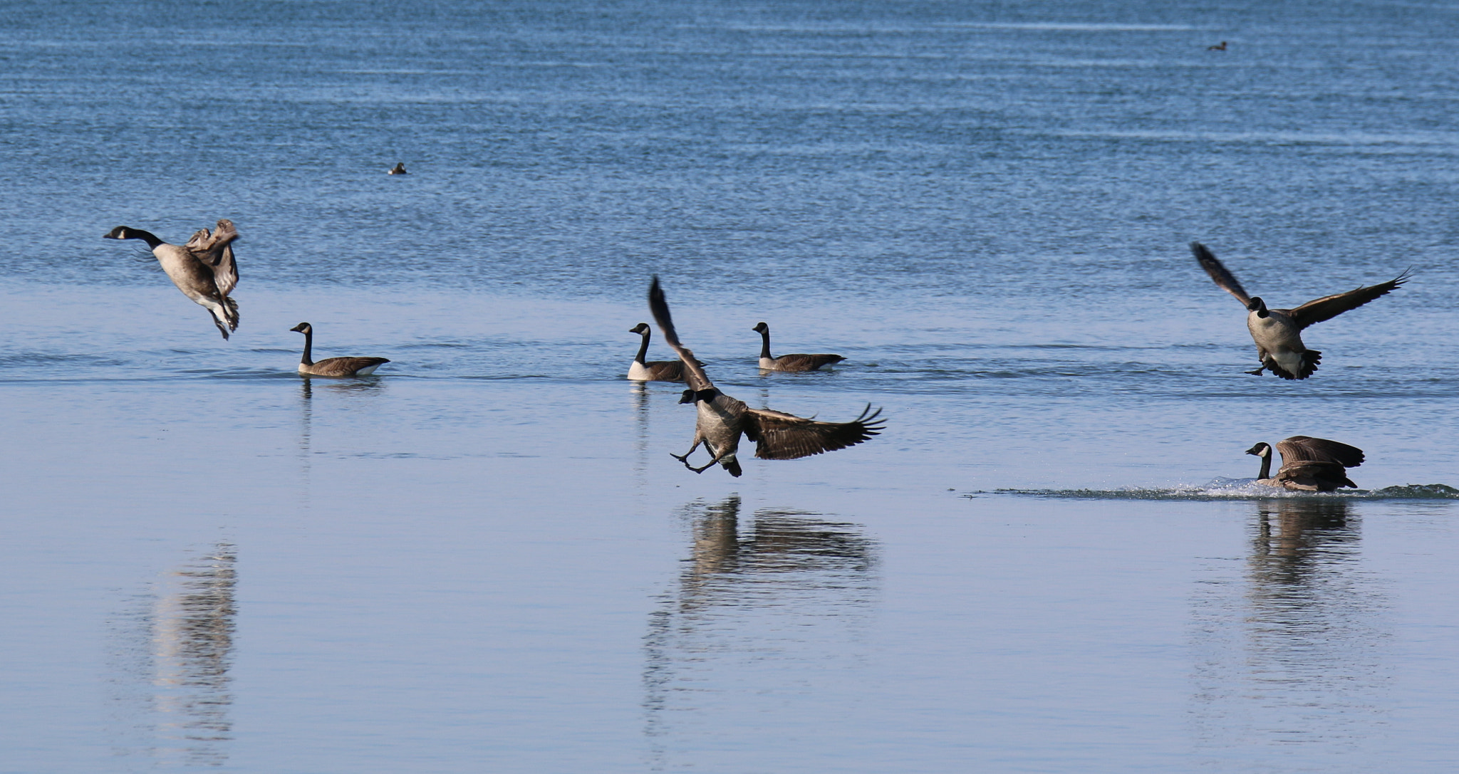 Canon EF 28-300mm F3.5-5.6L IS USM sample photo. Coming in for a landing photography