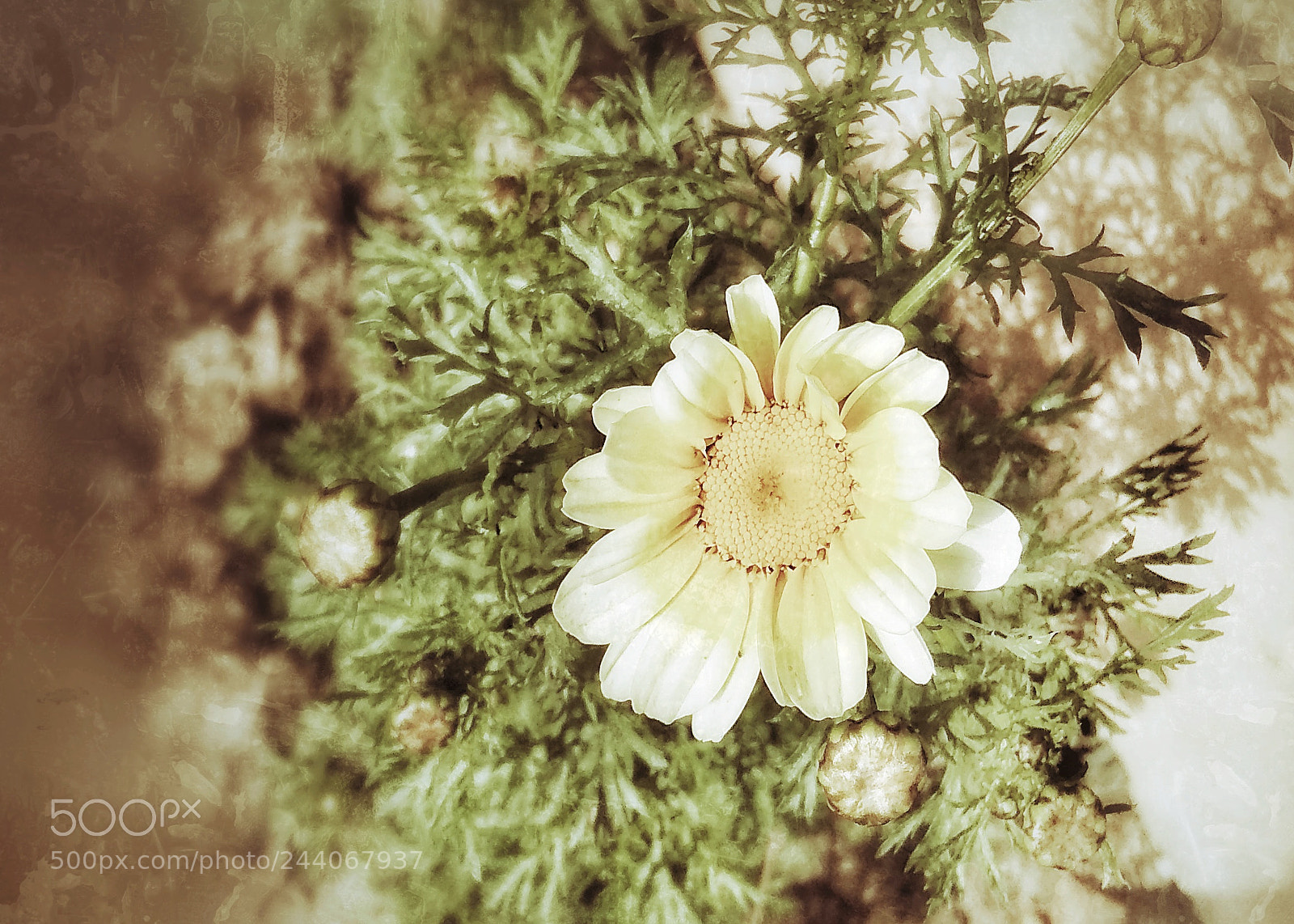 Xiaomi Redmi 5A sample photo. Sunflower filtered photography