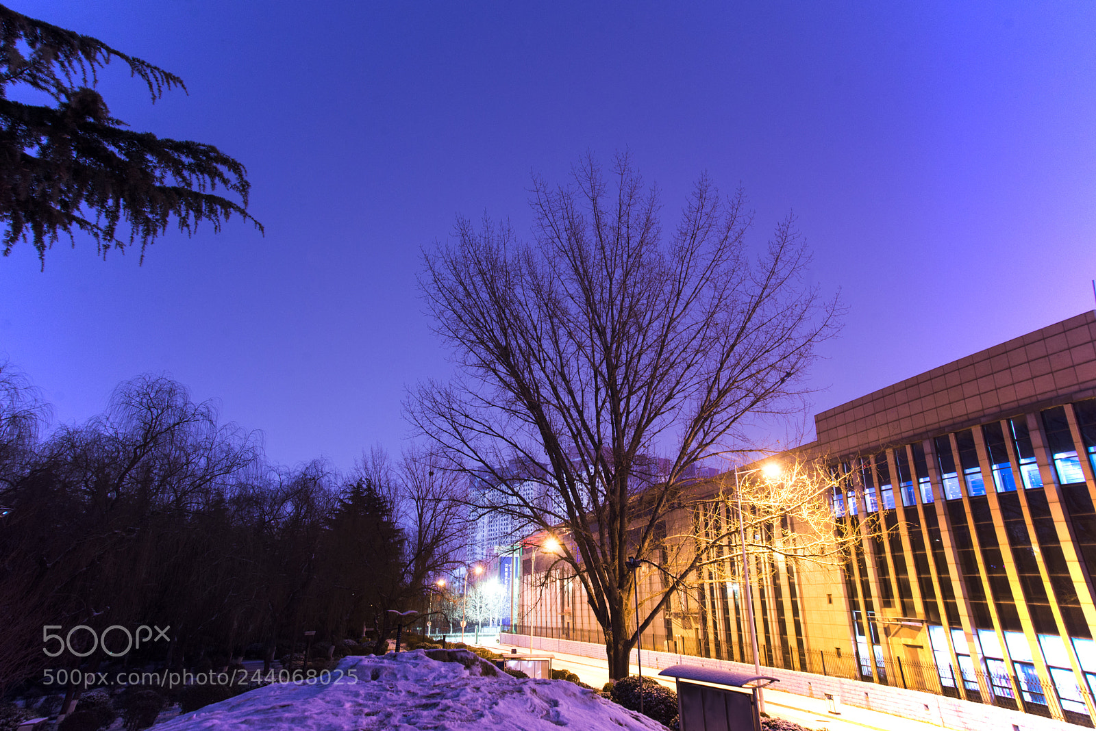 Nikon D610 sample photo. Winter tree photography